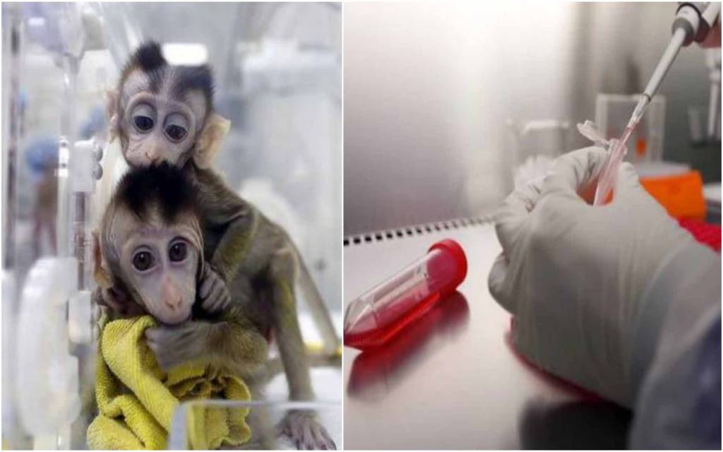Good News: बंदरों पर कोरोना वायरस वैक्सीन का ट्रायल सफल, इंसानों के इलाज में सफलता!