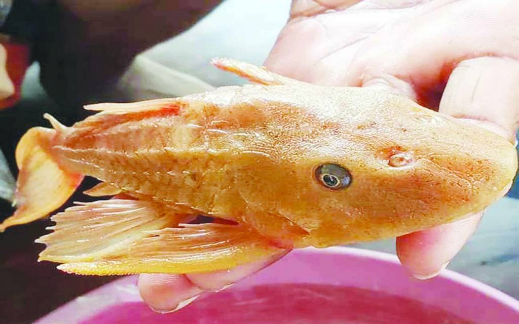 काशी में मिली चटख नारंगी वाली अमेरिका की सकर कैटफिश, हजारों मिल का सफर कर पहुंची बनारस