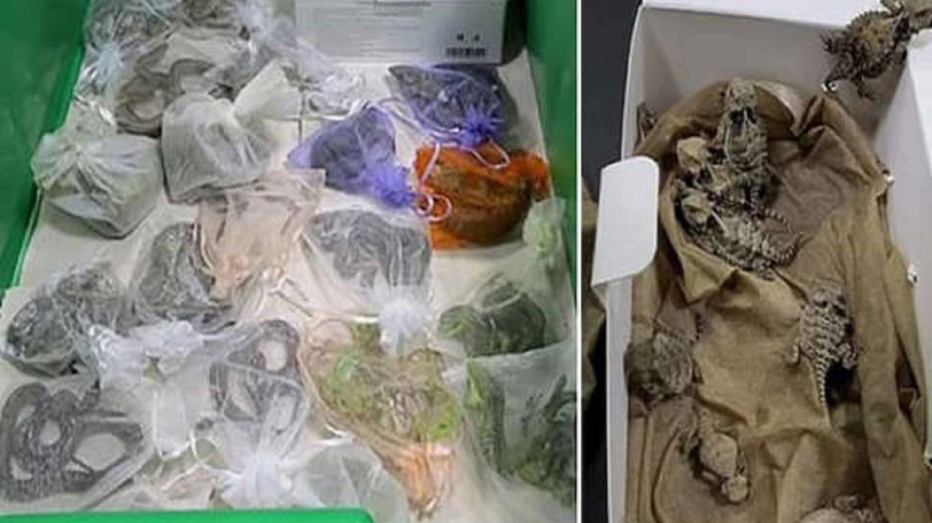 ट्रक ड्राइवर ने प्राइवेट पार्ट के पास छुपाकर ले जा रहा था 52 सांप और छिपकली, जाने तस्कर की कैसे खुली पोल