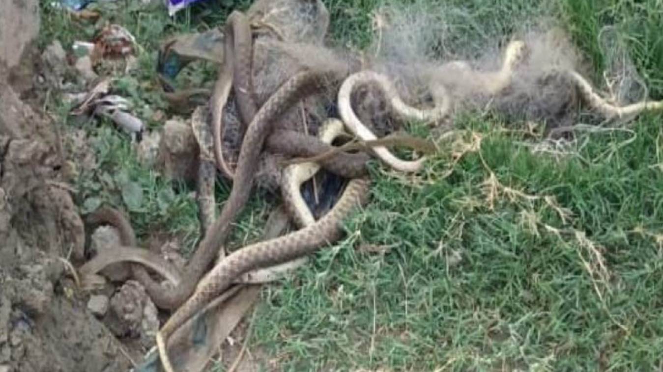 मछली की जगह मछुआरे की जाल में फंस गए 24 जहरीले प्रजाति के सांप