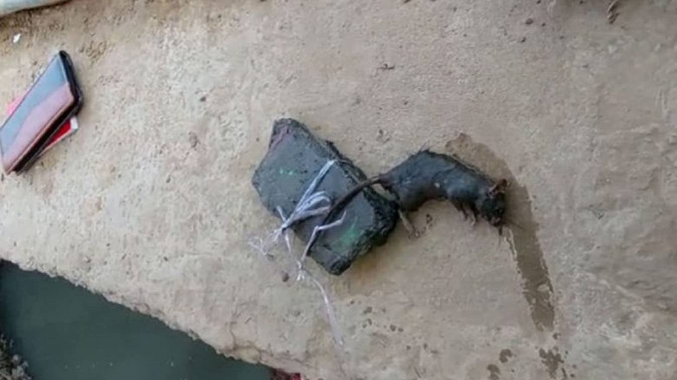  चूहे का बरेली के IVRI में हुआ पोस्टमॉर्टम, वजह जानकर रह जाएंगे दंग