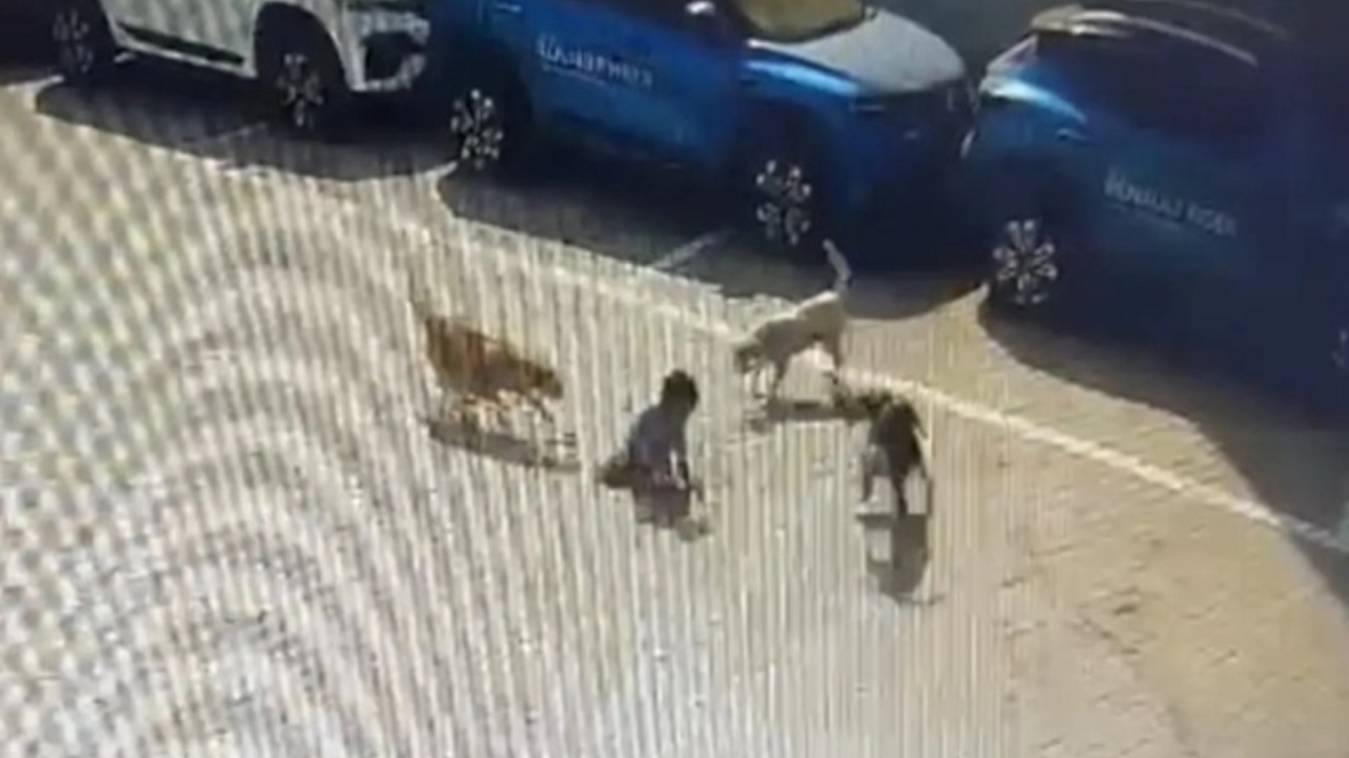  हैदराबाद में 5 साल के बच्चे पर 6 आवारा कुत्तों ने बोला हमला, नोच-नोचकर ले ली जान