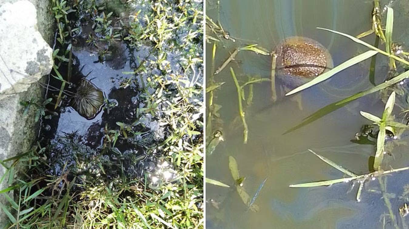  शहर में डेंगू के लिए बने हॉट स्पॉट पर आयल बॉल का होगा प्रयोग, सीडीओ की पहल