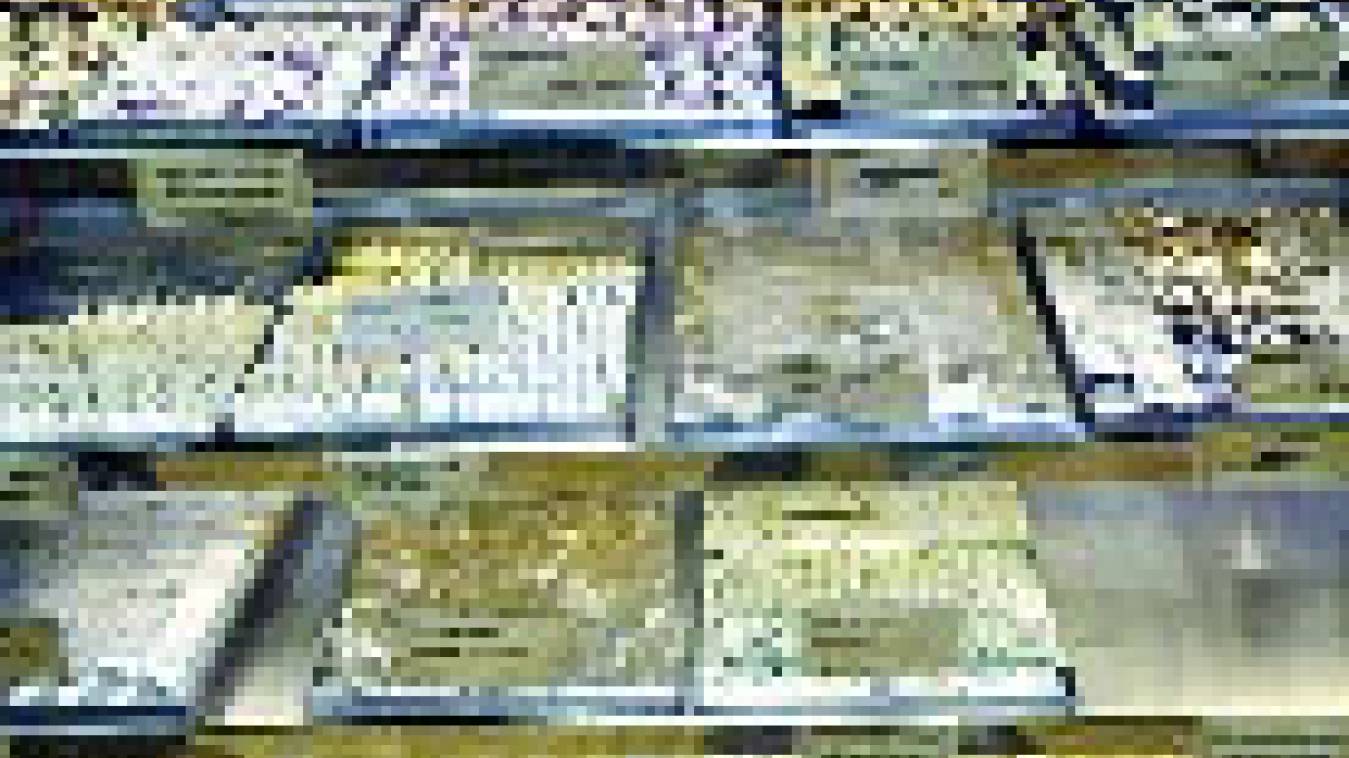 कहीं मिठाई में तो... कहीं पेटीज में कीड़े