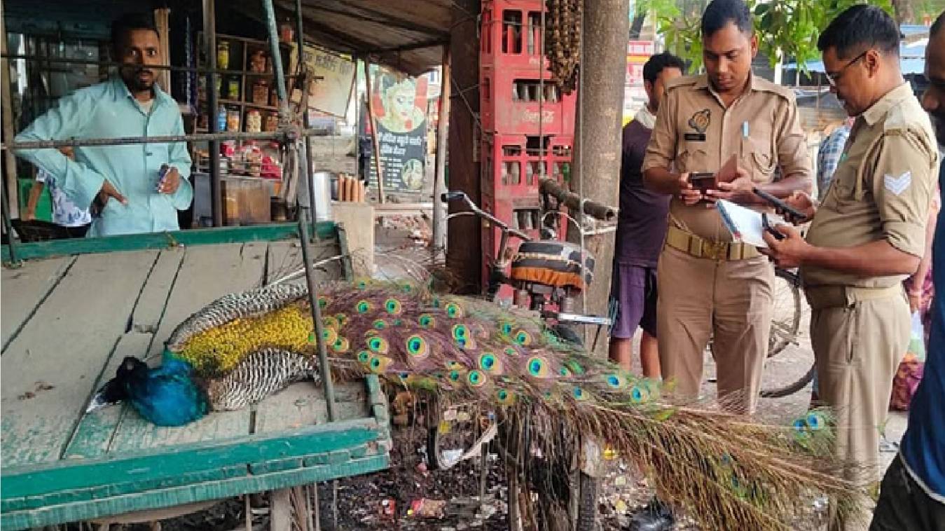 वाराणसी में बिजली के तार की चपेट में आने से राष्ट्रीय पक्षी मोर की मौत, ग्रामीणों ने वन रक्षक को सौंपा शव