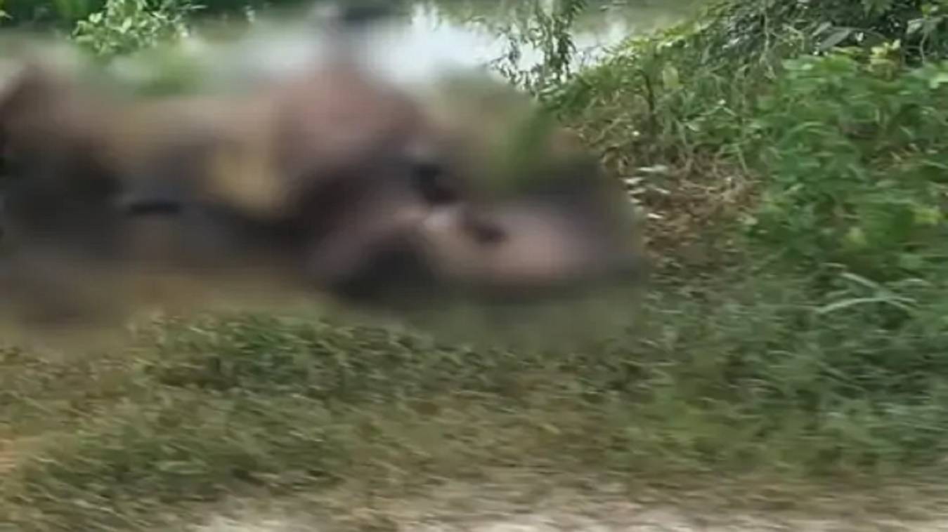 वाराणसी में नहर किनारे मिलीं दर्जनों मृत गायें, फैली दुर्गंध से लोग परेशान