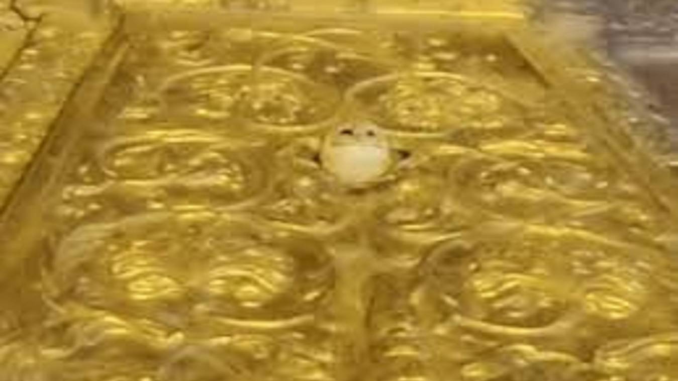 श्री काशी विश्वनाथ धाम के स्वर्ण शिखर पर दिखा श्वेत उल्लू, मंदिर प्रशासन ने जारी किया वीडियो