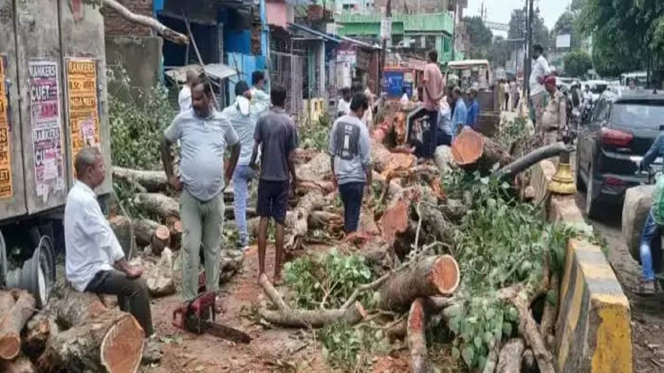 ट्रॉमा सेंटर मार्ग पर गिरा पीपल का विशालकाय पेड़