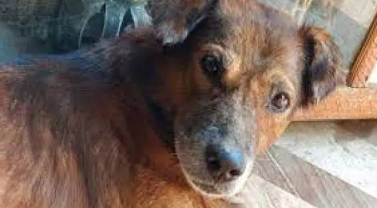 पालतू कुत्ते को जहर देकर मारने का आरोप: थाने में पड़ोसियों की शिकायत, पुलिस ने शुरू की जांच