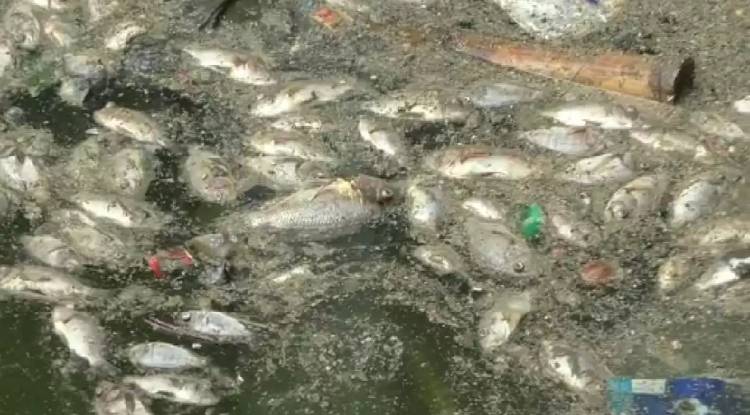 प्रदूषण से मरी पिशाचमोचन तालाब की मछलिया