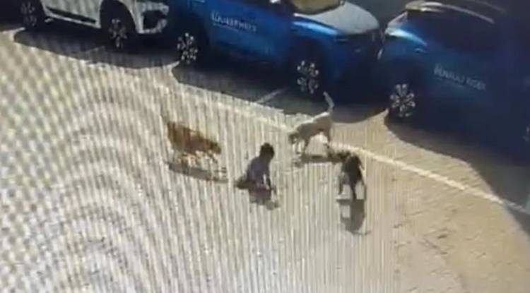  हैदराबाद में 5 साल के बच्चे पर 6 आवारा कुत्तों ने बोला हमला, नोच-नोचकर ले ली जान