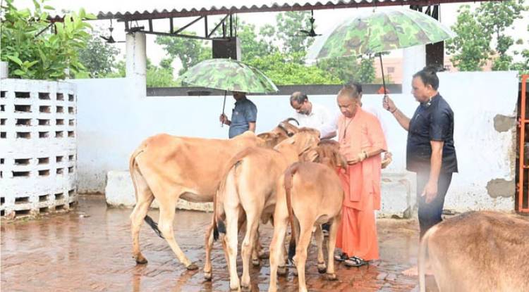 झमाझम बारिश में सीएम योगी ने की गोसेवा, गौशाला में पहुंच आवाज लगाई और दौड़े चले आए गंगा-गौरी