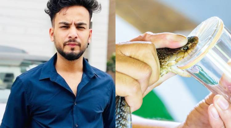 एल्विश यादव को हाईकोर्ट से झटका, सांप से जहर निकालने के मामले में दर्ज एफआईआर नहीं होगी रद्द