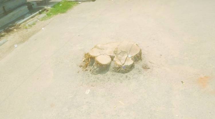 हुजूर यह कैसा फरमान ! पेड़ - पौधे काटकर संजो रहे विकास का अरमान 