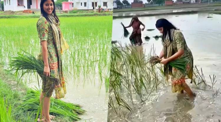 सपा सांसद प्रिया सरोज ने धान की रोपाई , सोशल मीडिया पर वीडियो वायरल, लोग बोले- जमीन से जुड़ी हैं....