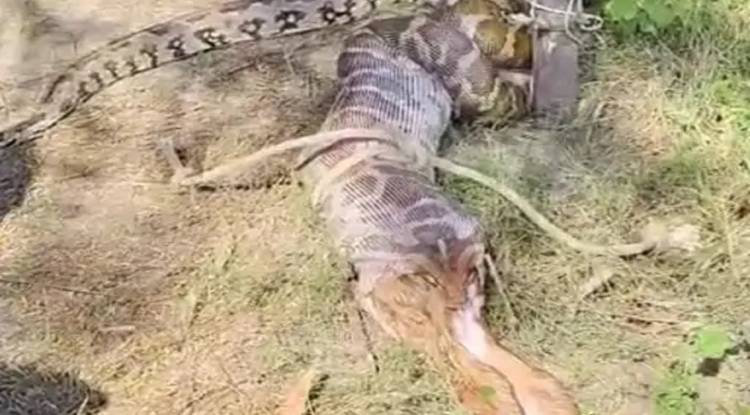 वाराणसी में दिखा 10 फीट लंबा अजगर, नीलगाय के बच्चे को बना रहा था शिकार