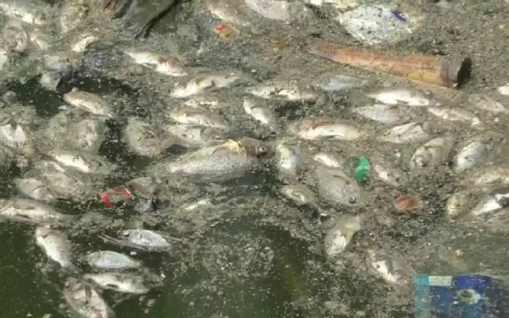 प्रदूषण से मरी पिशाचमोचन तालाब की मछलिया