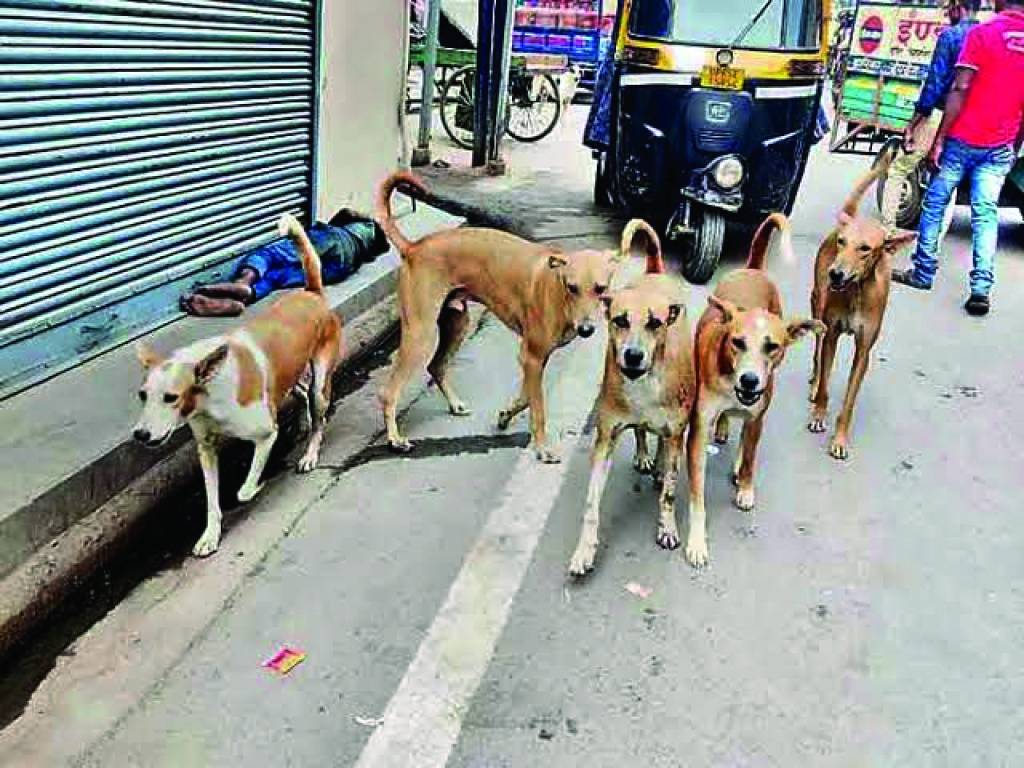 जिले में कुत्तों का आतंक, लोगों को बना रहे अपना शिकार
