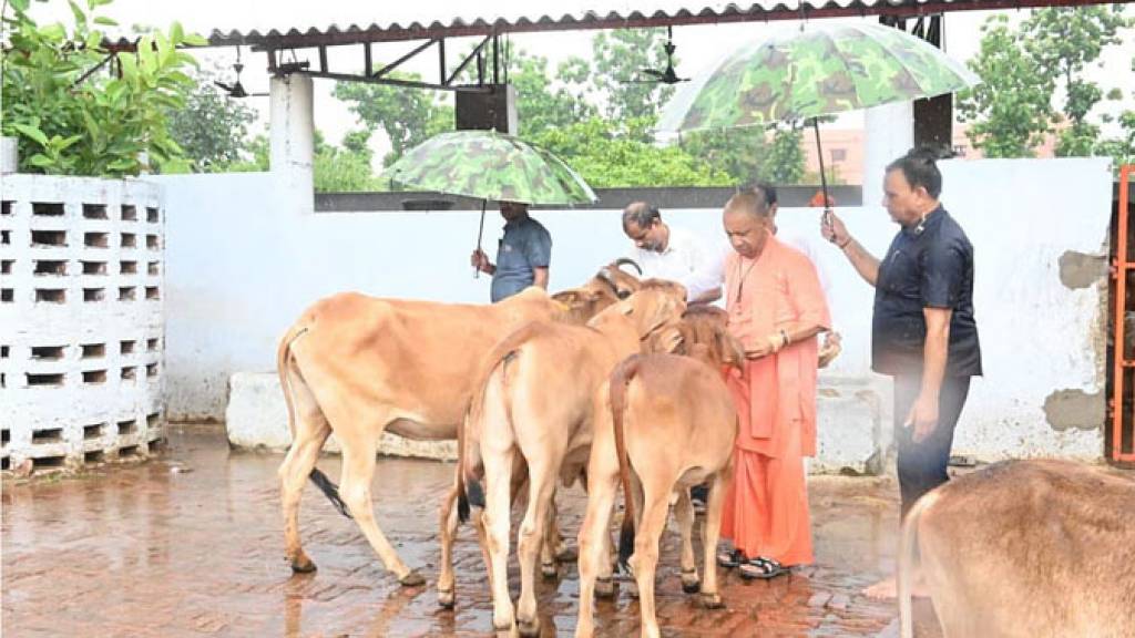 झमाझम बारिश में सीएम योगी ने की गोसेवा, गौशाला में पहुंच आवाज लगाई और दौड़े चले आए गंगा-गौरी