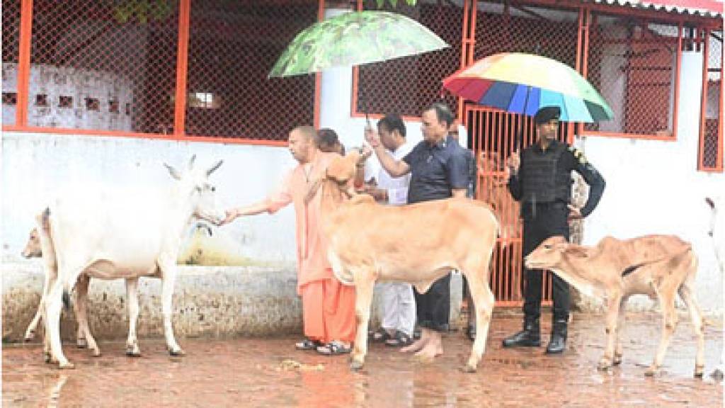 झमाझम बारिश में सीएम योगी ने की गोसेवा, गौशाला में पहुंच आवाज लगाई और दौड़े चले आए गंगा-गौरी