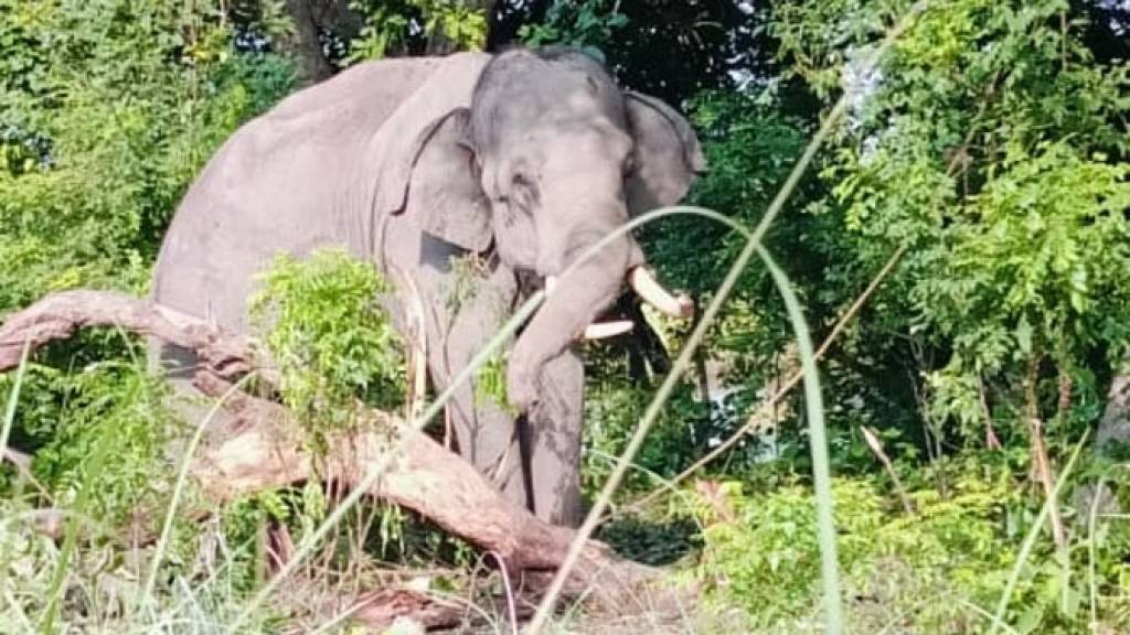 हाथी के प्यार में भागीं छह हथिनी, ड्रोन कैमरों से की गई तलाश