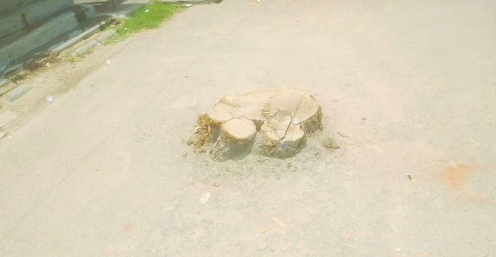 हुजूर यह कैसा फरमान ! पेड़ - पौधे काटकर संजो रहे विकास का अरमान