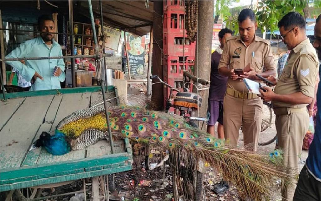 वाराणसी में बिजली के तार की चपेट में आने से राष्ट्रीय पक्षी मोर की मौत, ग्रामीणों ने वन रक्षक को सौंपा शव