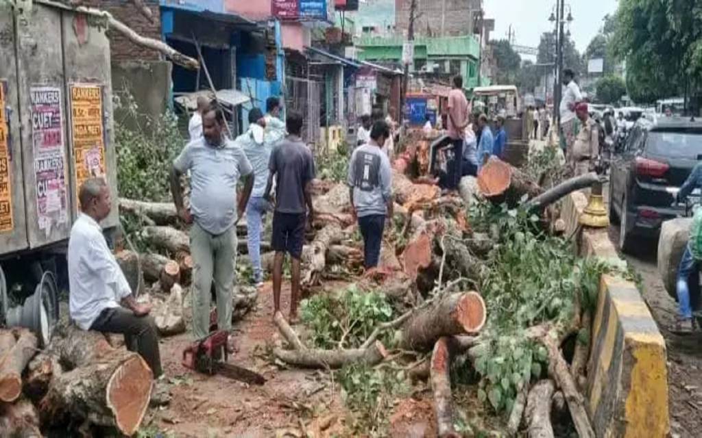 ट्रॉमा सेंटर मार्ग पर गिरा पीपल का विशालकाय पेड़