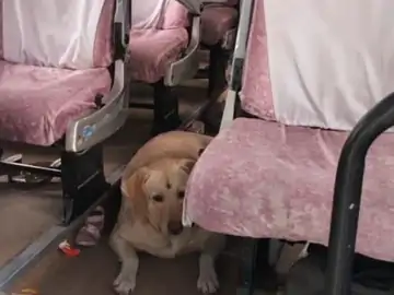 पालतू कुत्ते को लात मारने पर टूटी शादी: फतेहपुर में मंडप से लौटी बारात, लव मैरिज बनी विवाद की वजह