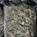 बैंकॉक से 25 करोड़ का ‘हाईड्रोपोनिक गांजा’ लेकर वाराणसी पहुंचे तीन तस्कर गिरफ्तार, एयरपोर्ट पर कस्टम की बड़ी कार्रवाई