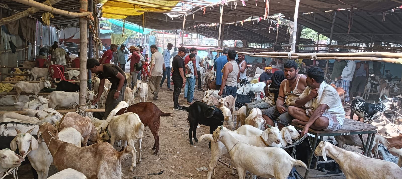 बकरीद की आहट के साथ गुलजार हुई बकरा मंडी