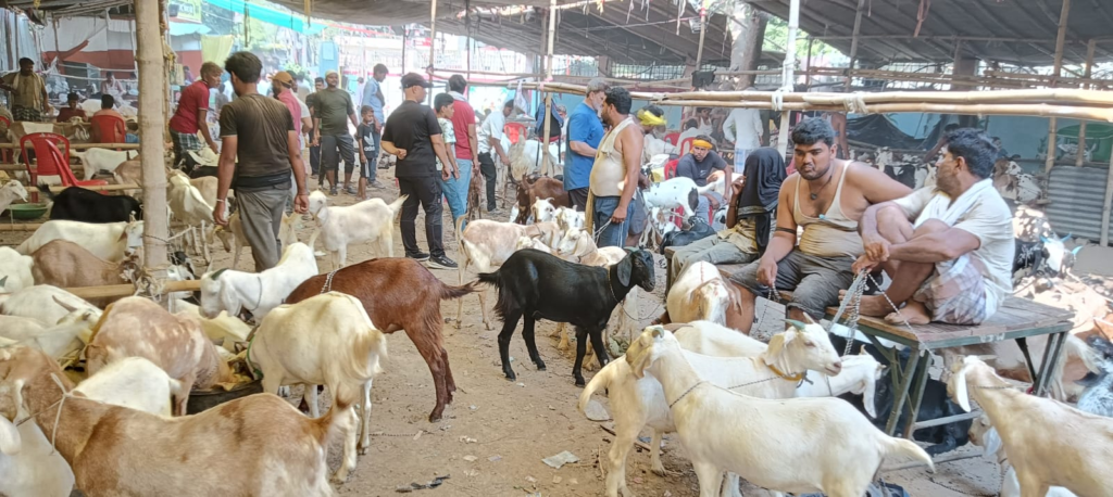 बकरीद की आहट के साथ गुलजार हुई बकरा मंडी