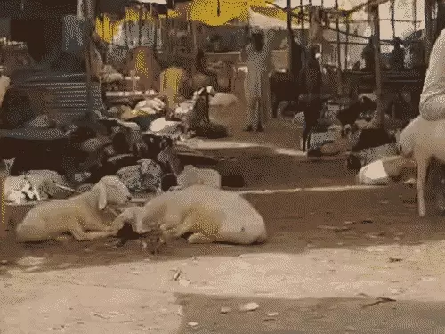 वाराणसी: ईद से पहले बेनियाबाग बकरा मंडी पर प्रशासन का ताला, व्यापारियों में आक्रोश