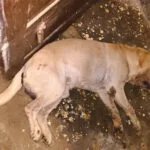 मालिक के परिवार की सुरक्षा में लैब्राडोर ने दी जान, कोबरा से भिड़कर बचाई घरवालों की जिंदगी