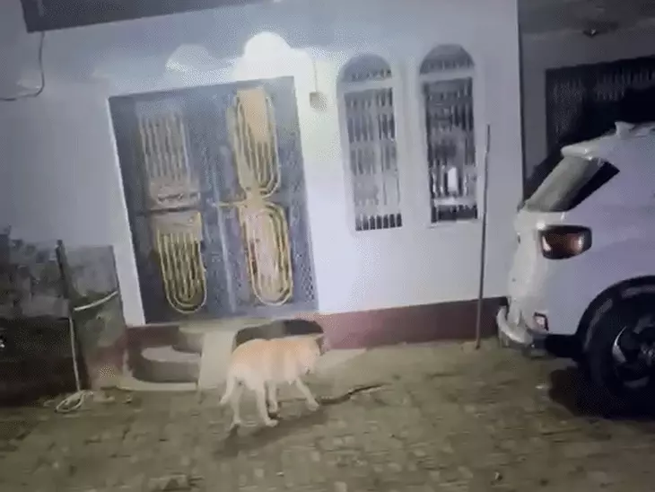 मालिक के परिवार की सुरक्षा में लैब्राडोर ने दी जान, कोबरा से भिड़कर बचाई घरवालों की जिंदगी