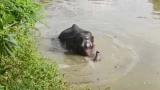 खाना मिलने में देरी पर बिगड़ा गजराज का मूड