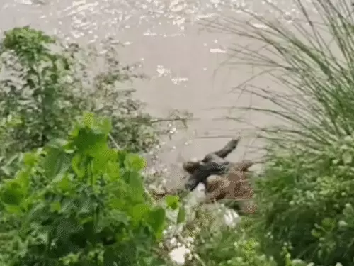 कासगंज में नहर से मिले देवर-भाभी के शव: 9 दिन से थे लापता, भाई को फोन कर कहा था- हम दोनों मरने जा रहे