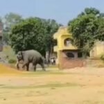 वाराणसी में बेकाबू हुआ रामलीला का हाथी, सड़क पर मचाया तांडव; महावत को पटककर किया घायल