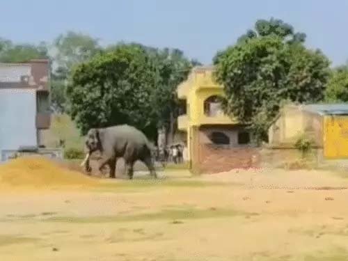 वाराणसी में बेकाबू हुआ रामलीला का हाथी, सड़क पर मचाया तांडव; महावत को पटककर किया घायल